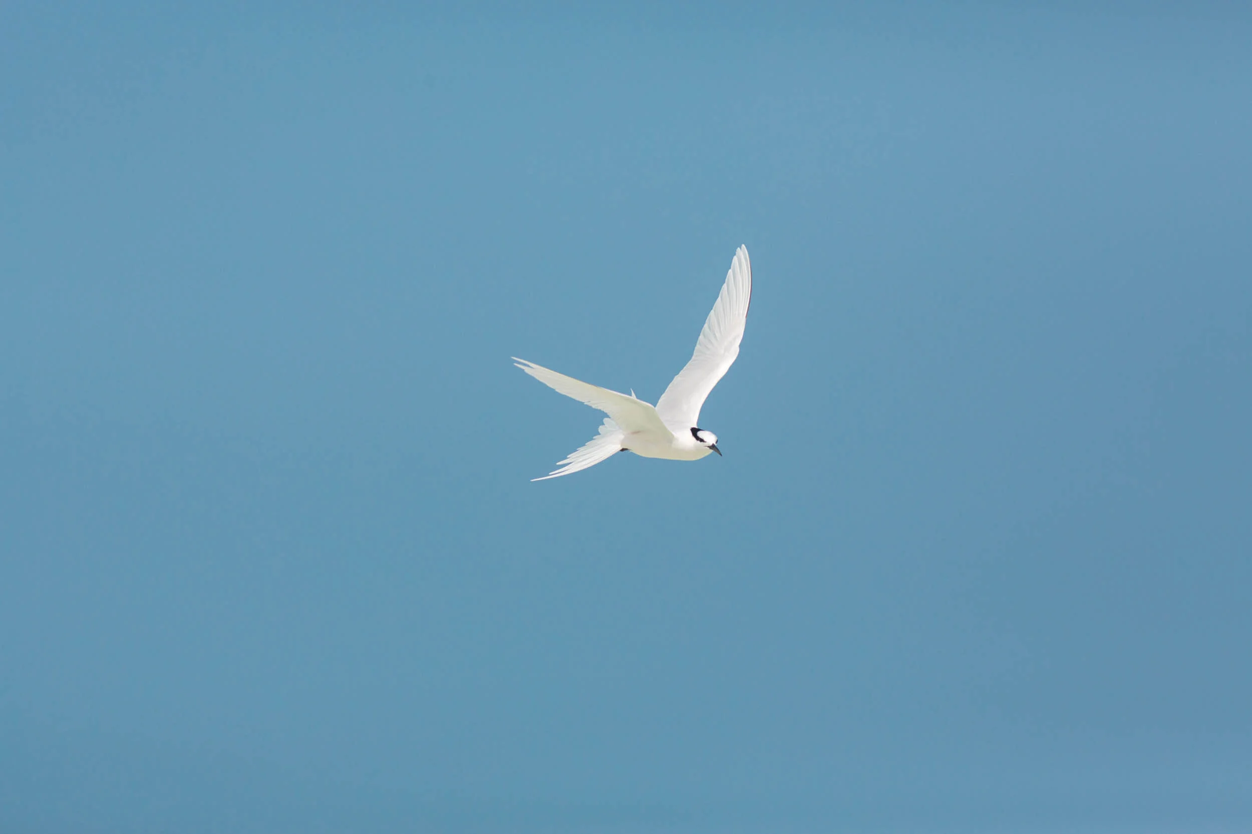 Drift Thelu Veliga Retreat – Naturmoment auf der Insel