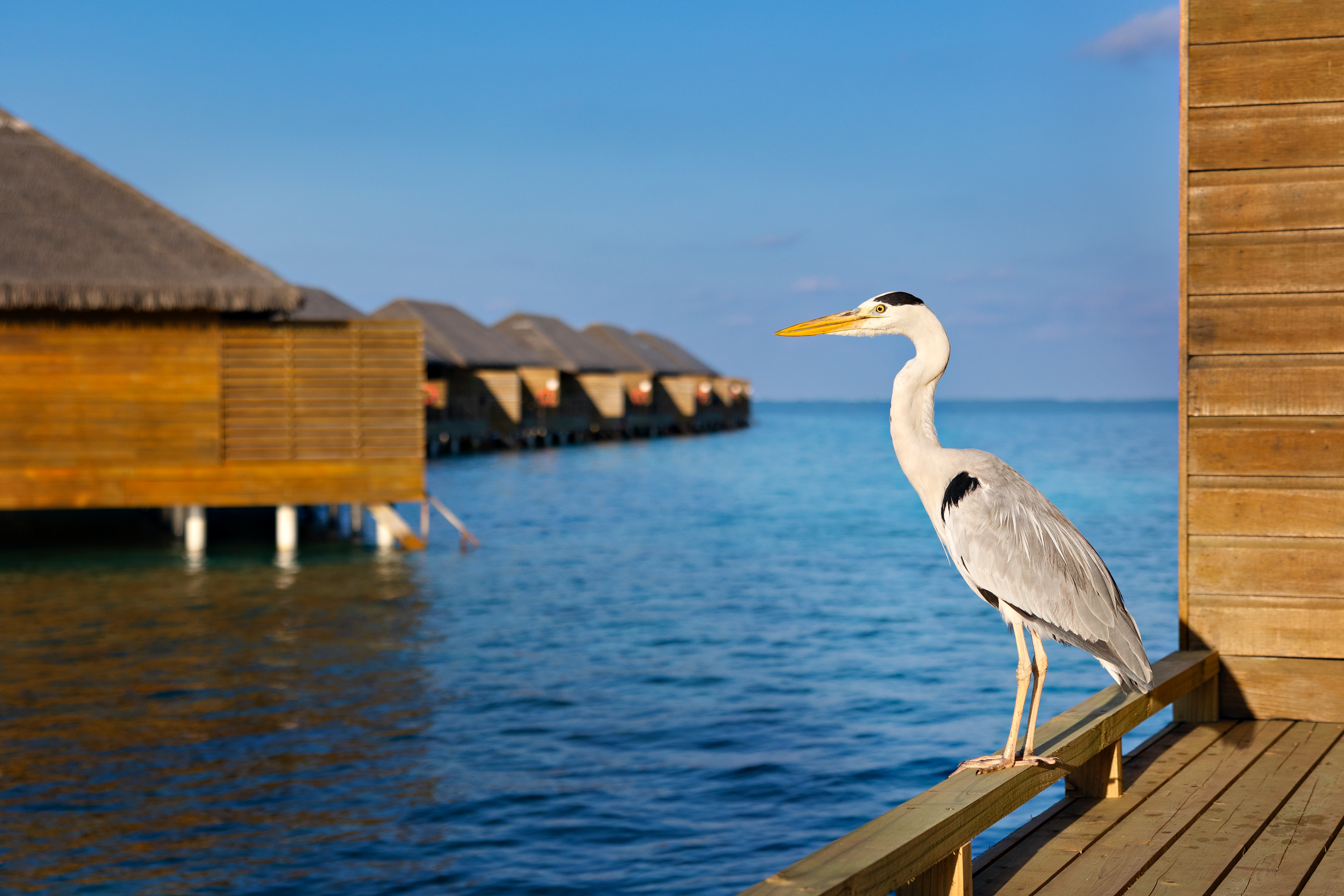 Cocoon Maldives – Overwater-Steg