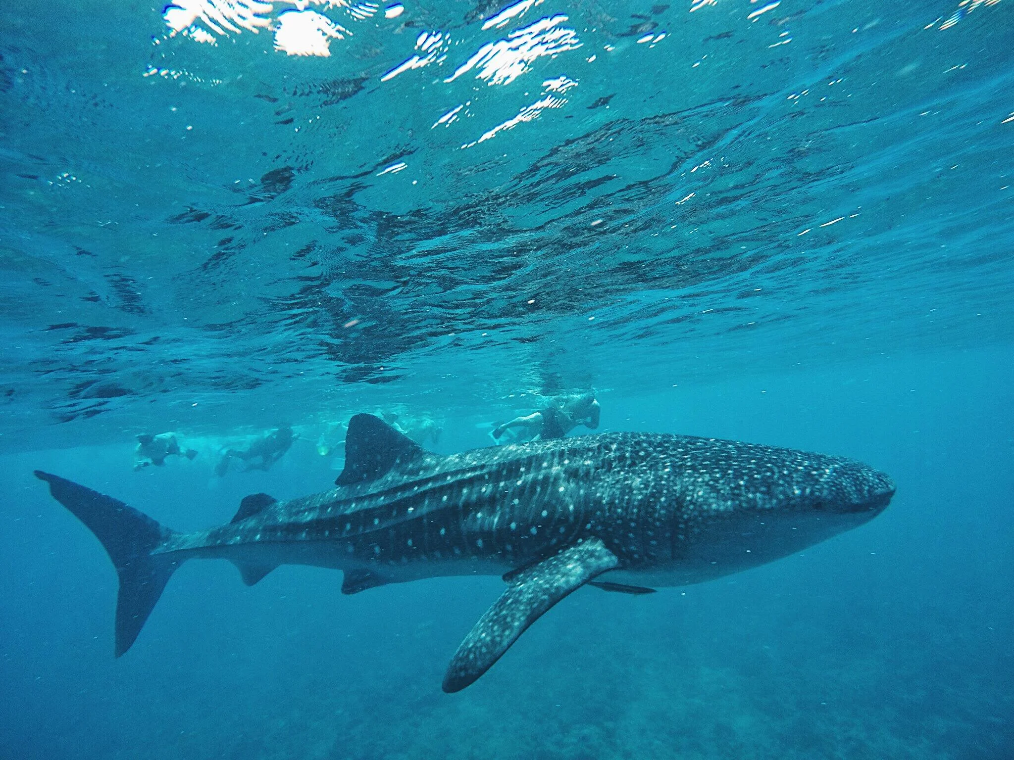 Whale Shark Point
