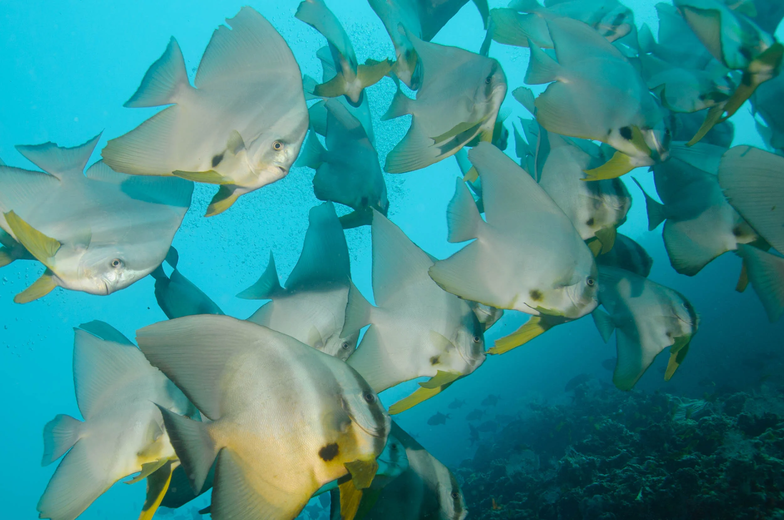 Tauchen im South Ari Atoll