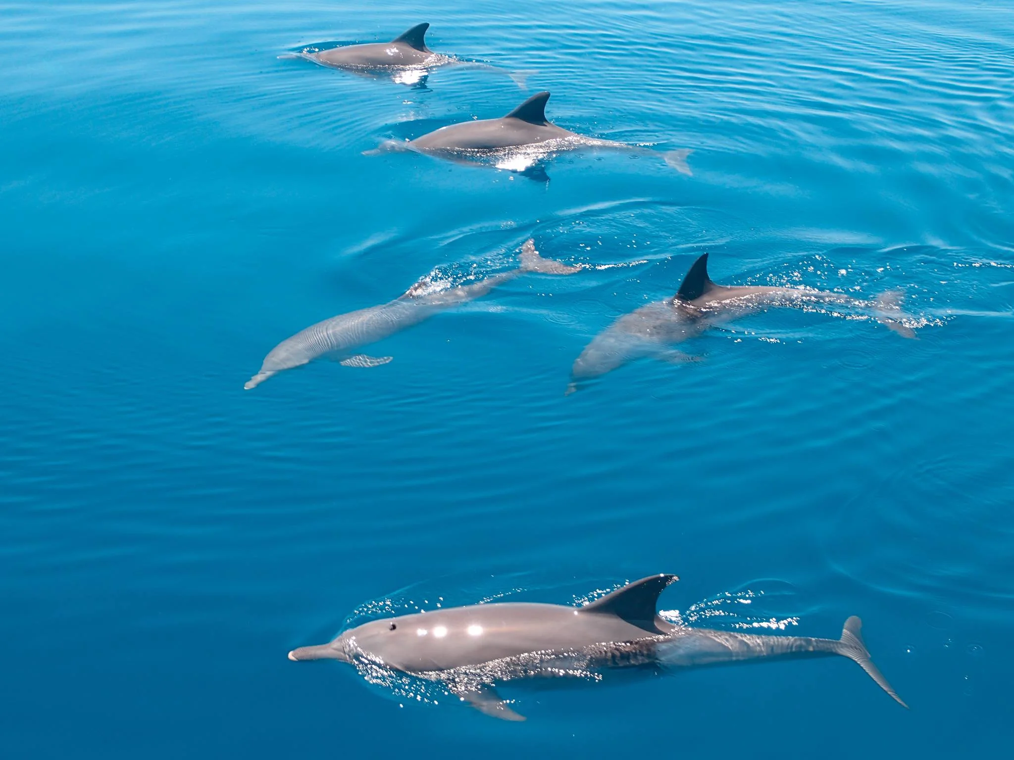 Dolphin Cruise