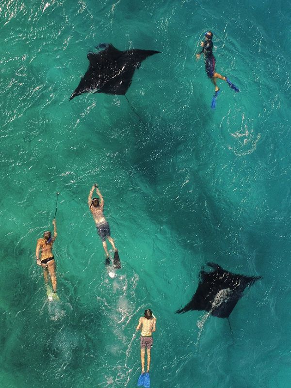 Manta Sanctuary Snorkelling