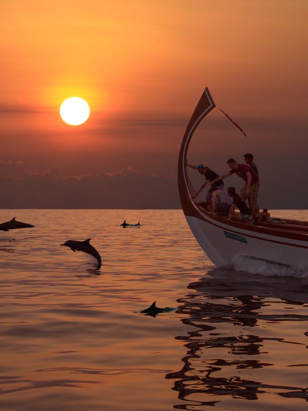 Dolphin Cruise
