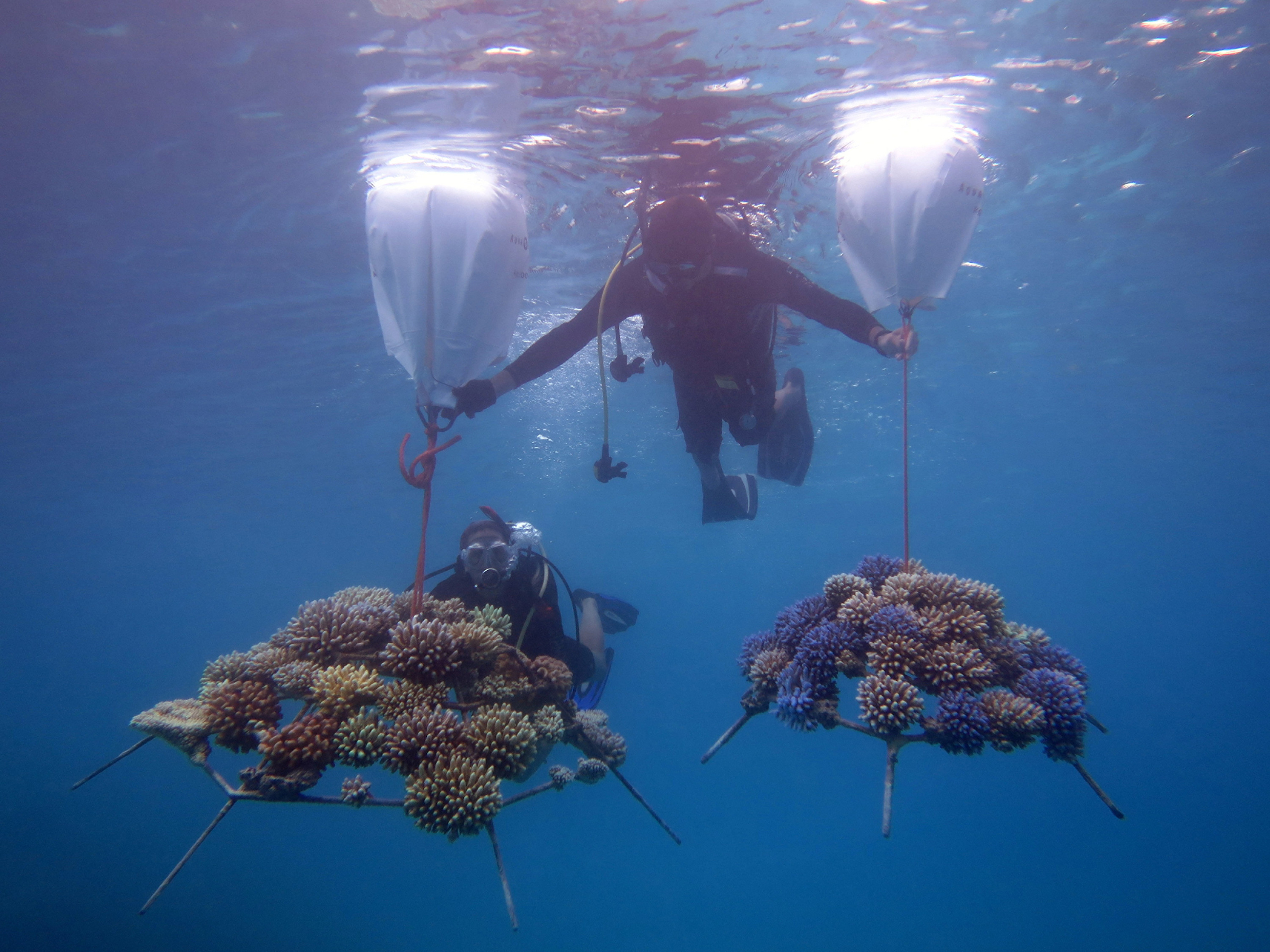 Coral Frame Sponsorships