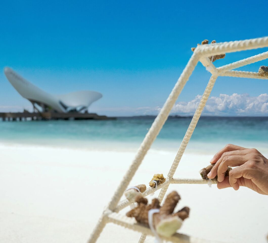 Coral Planting
