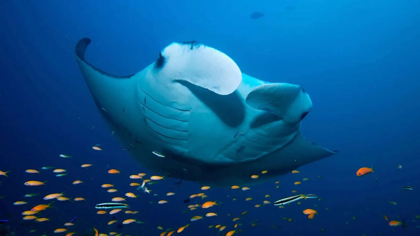 Tauchen mit Mantarochen