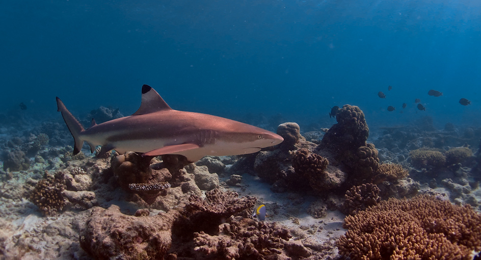 Diving Adventures