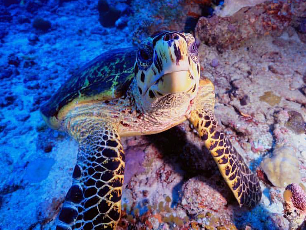 Unterwasserwelt des Huvadhoo Atolls