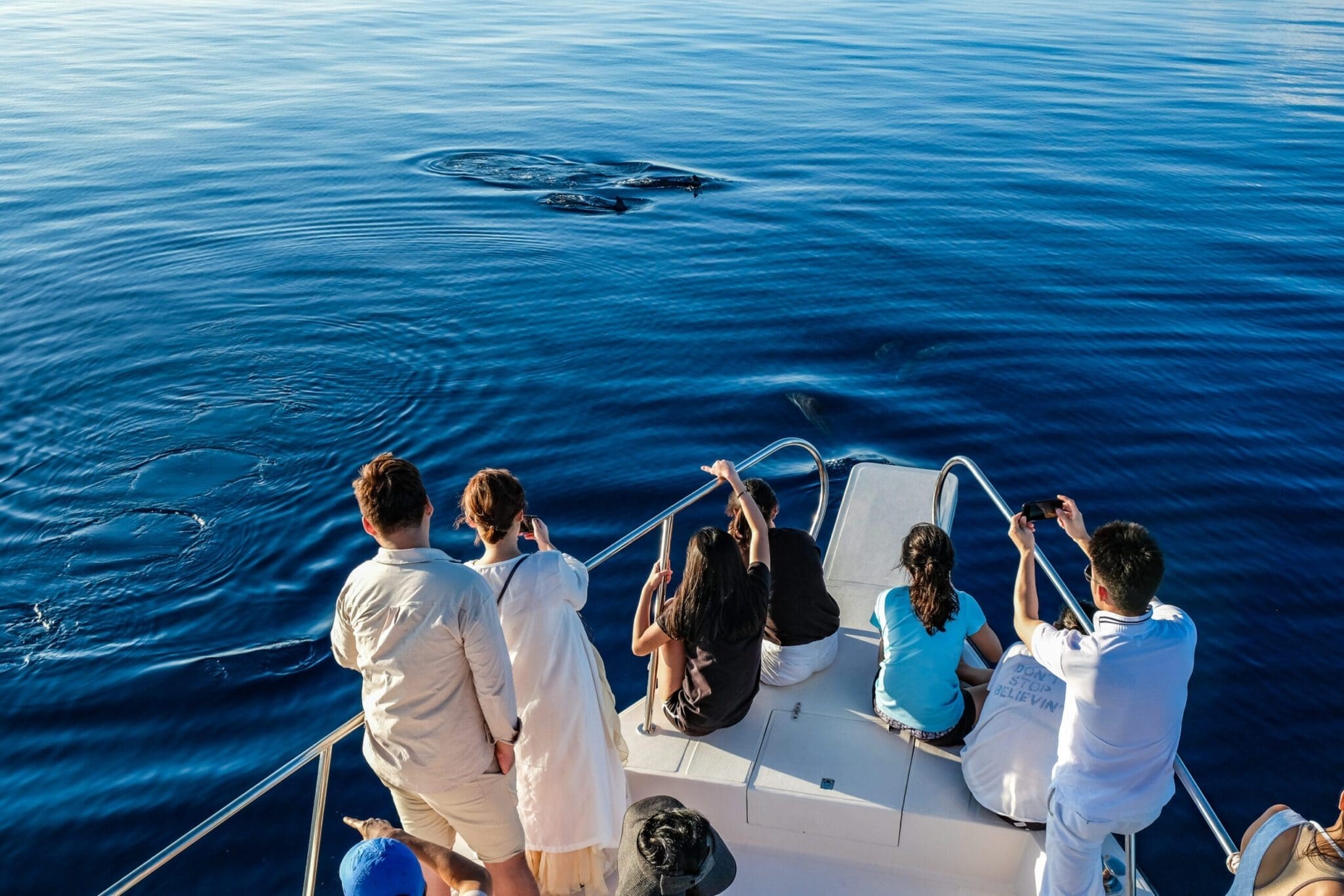 Dolphin Safari