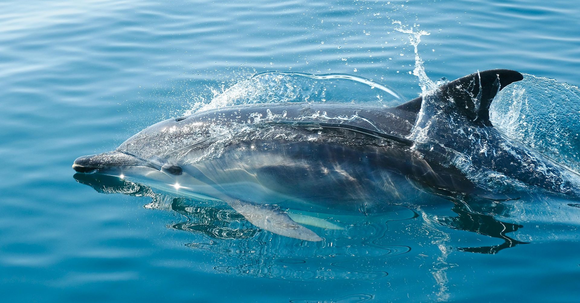 Dolphin Safari