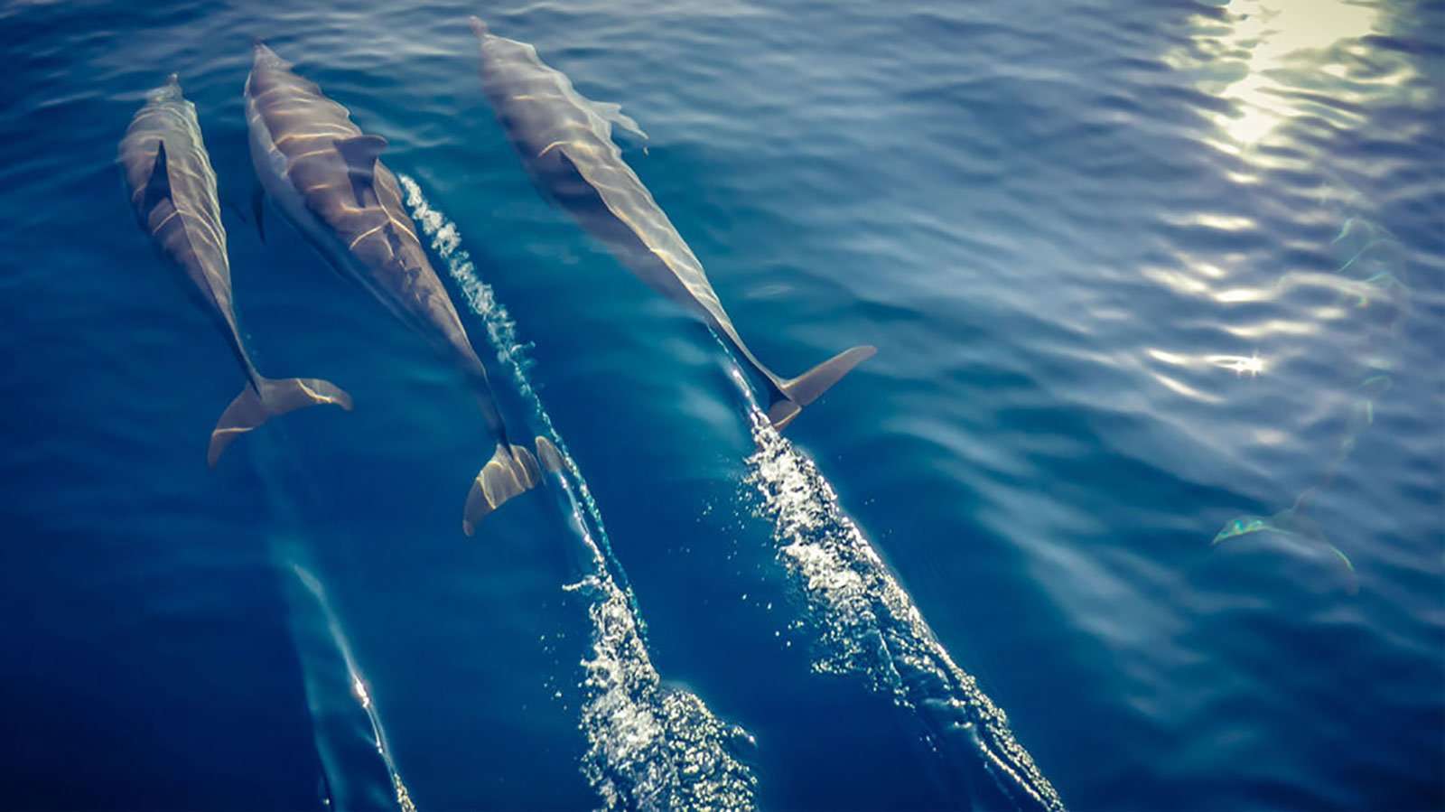 Delfinexpeditionen