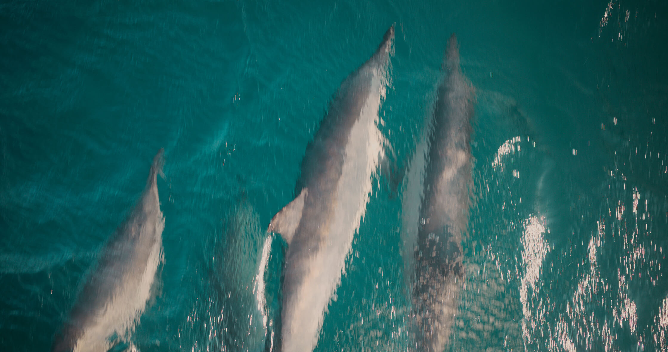 Delfinbeobachtung