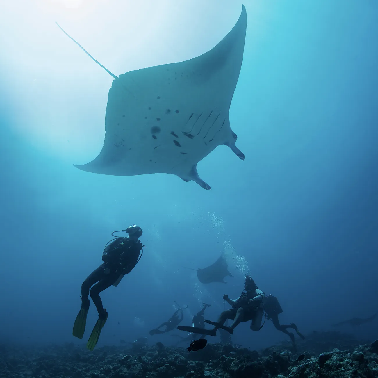 Hanifaru Bay Manta Encounter