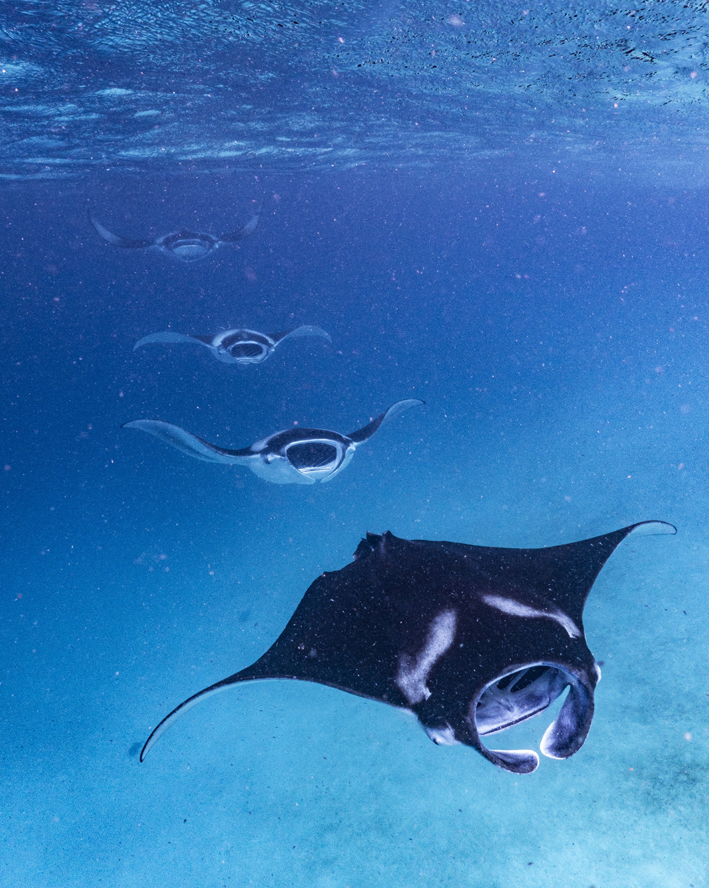 Manta-On-Call