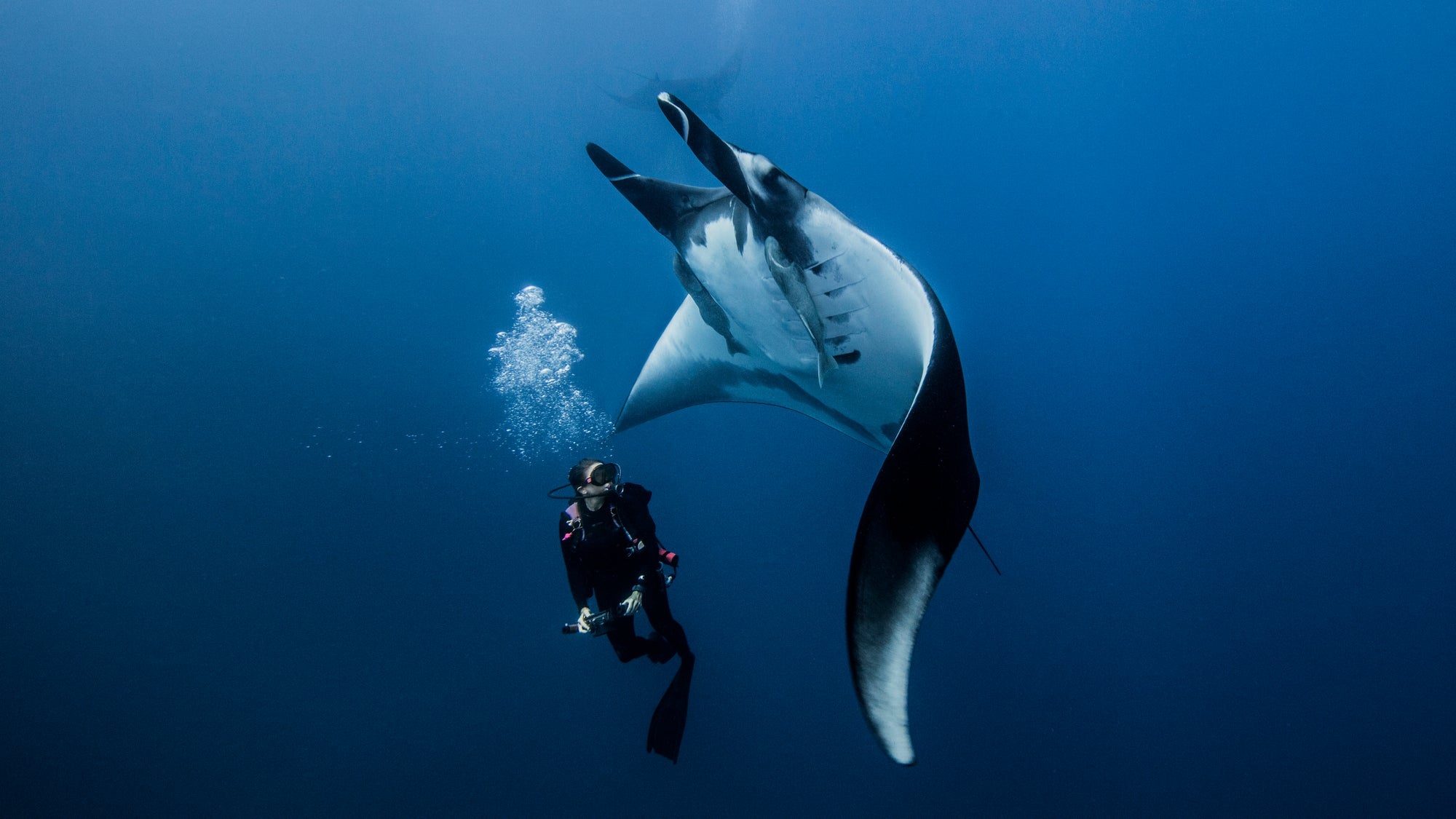 Manta & Marine Life