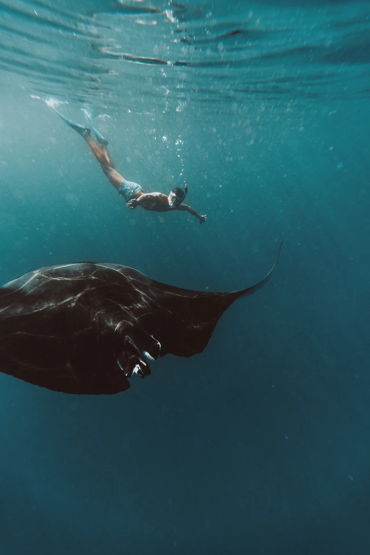 Schnorcheln mit Mantarochen