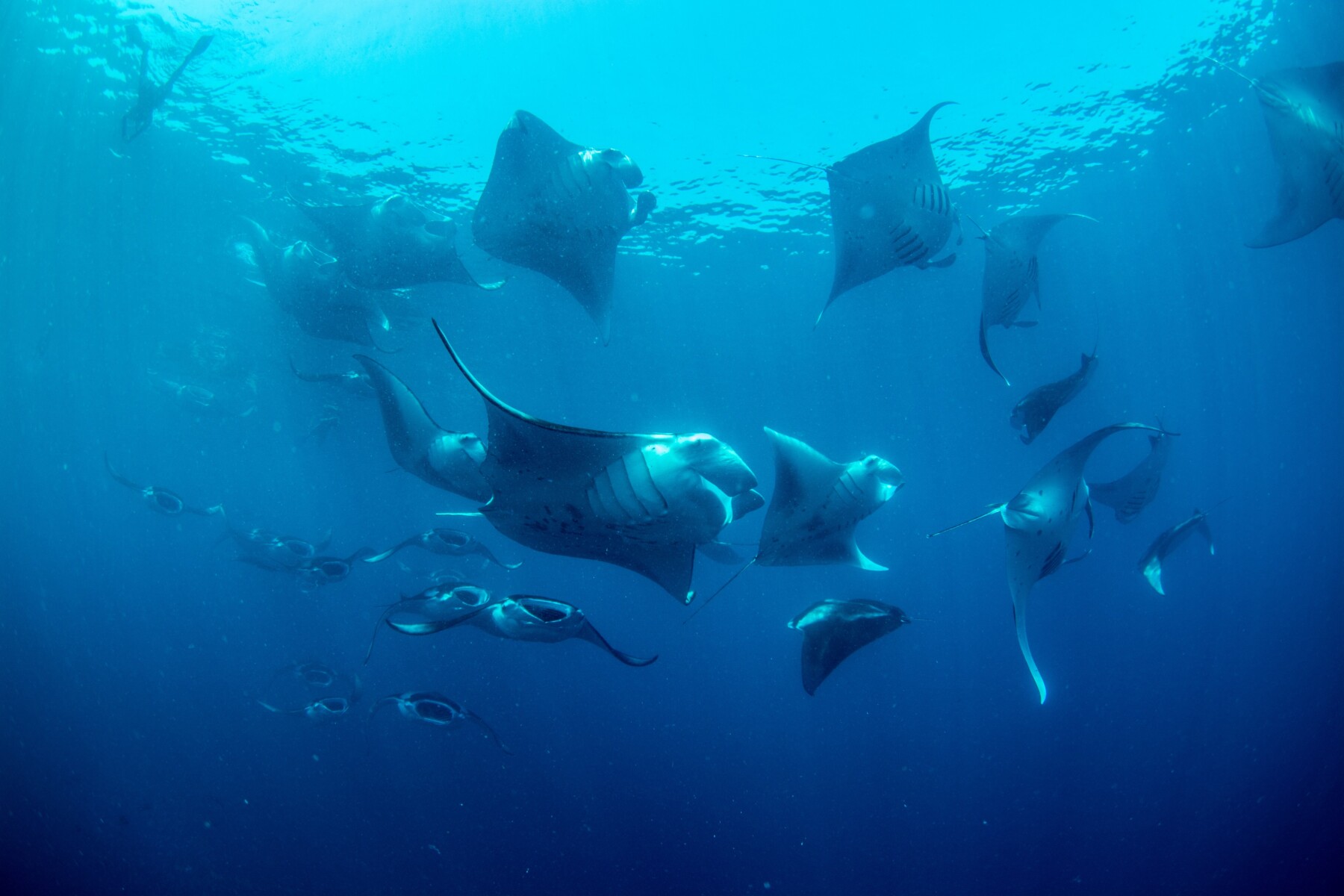 Manta Trust Expedition