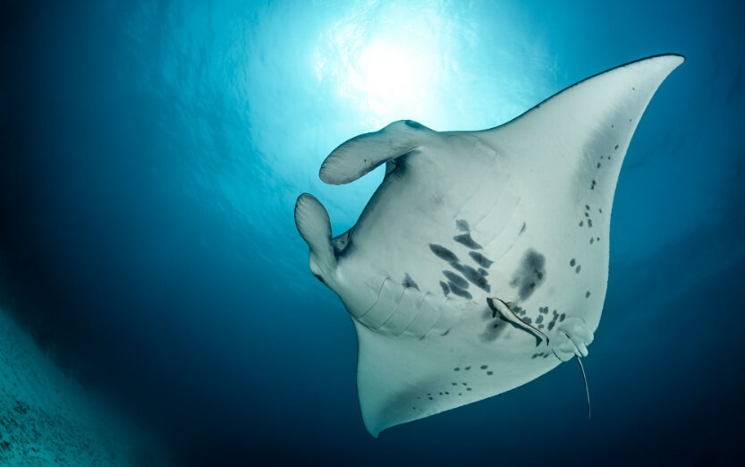 Manta Encounter