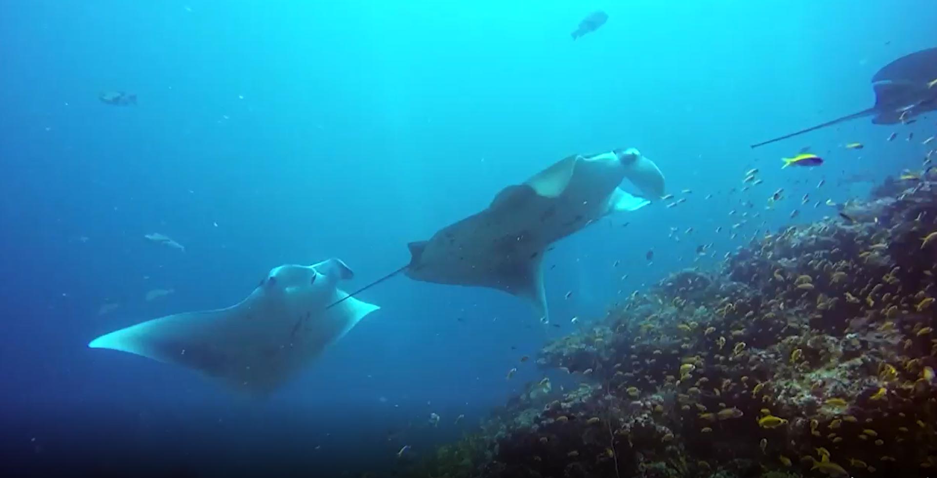 Mantarochen in der Hanifaru Bay