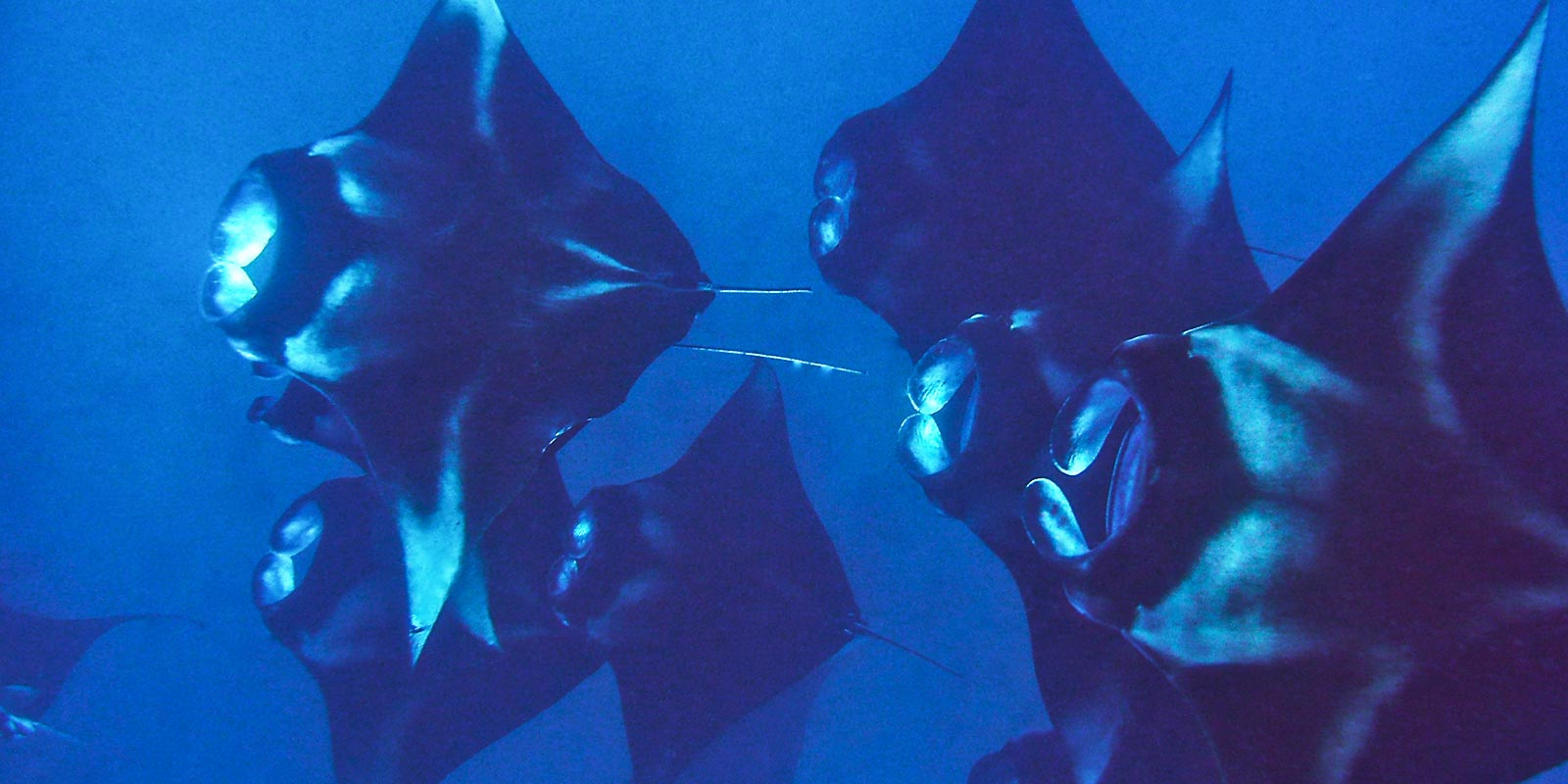 Mantas in Hanifaru Bay