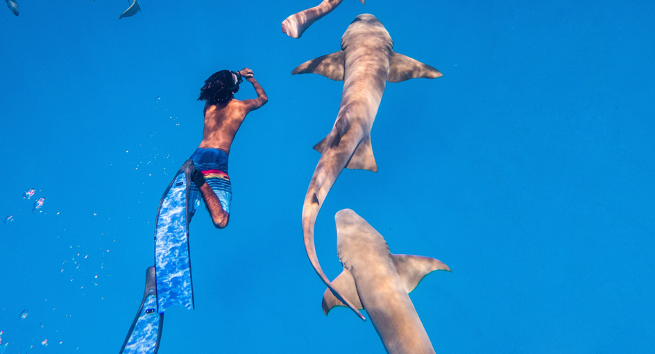 In Search of Nurse Sharks