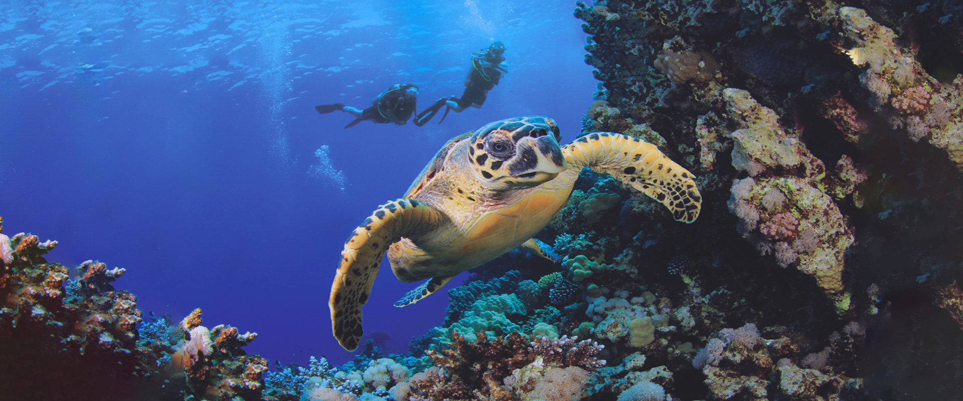 Tauchen im Nord-Ari-Atoll