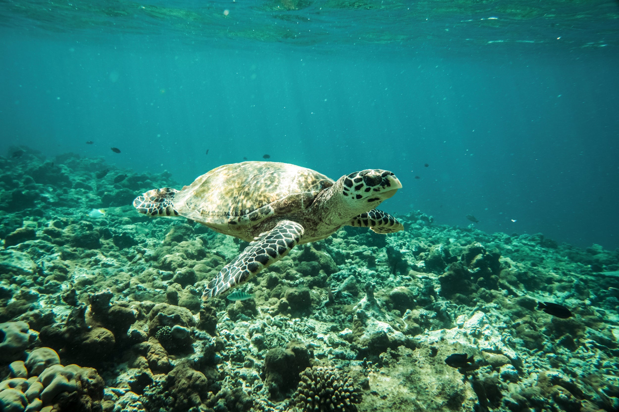 Tauchen im South Ari Atoll