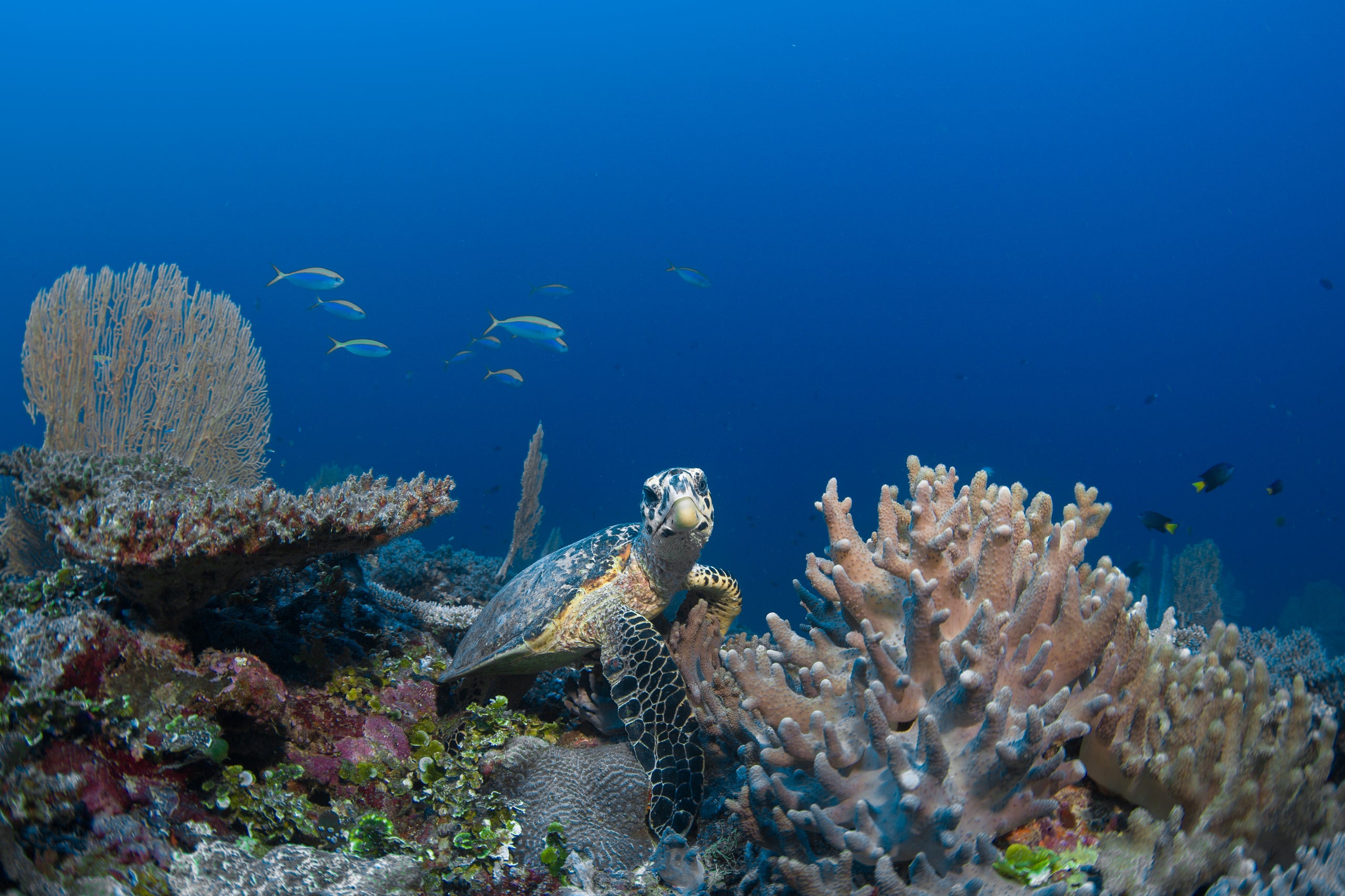 Tauchen im Lhaviyani Atoll