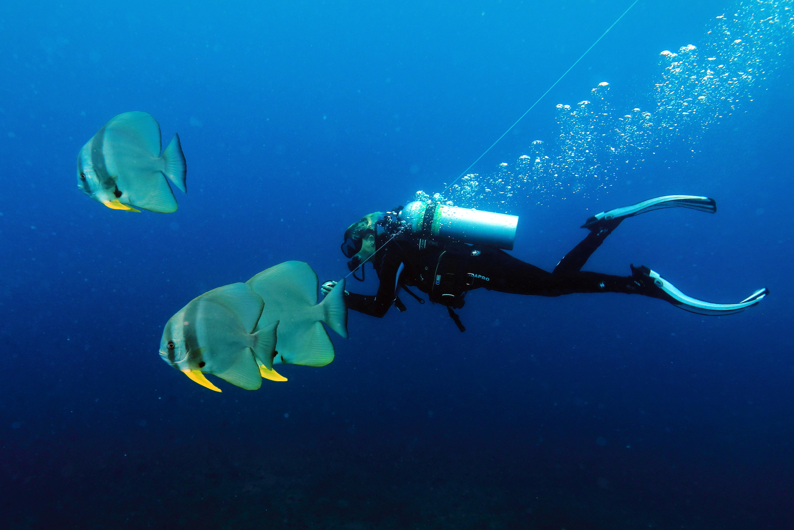 Tauchen mit Ocean-Pro