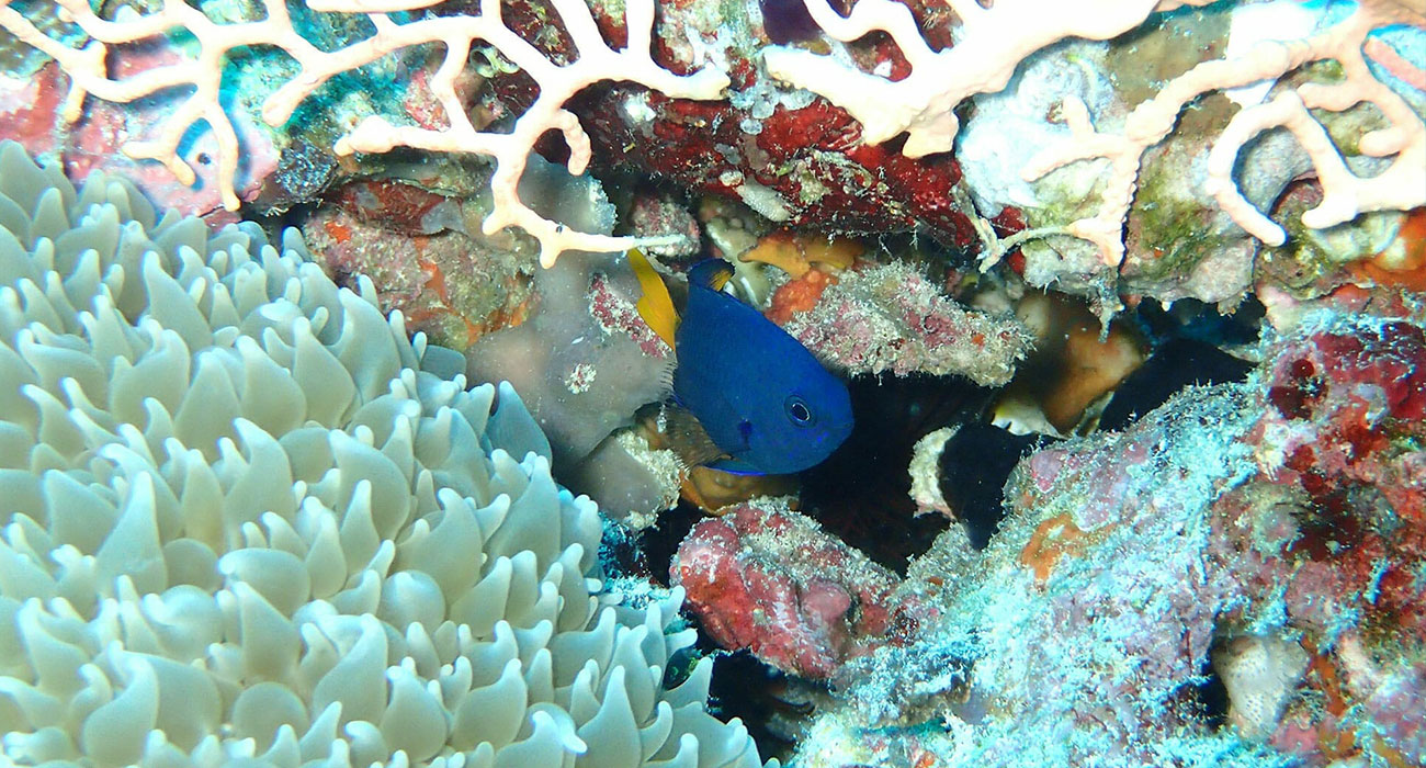 Unterwasserwelt im Baa-Atoll