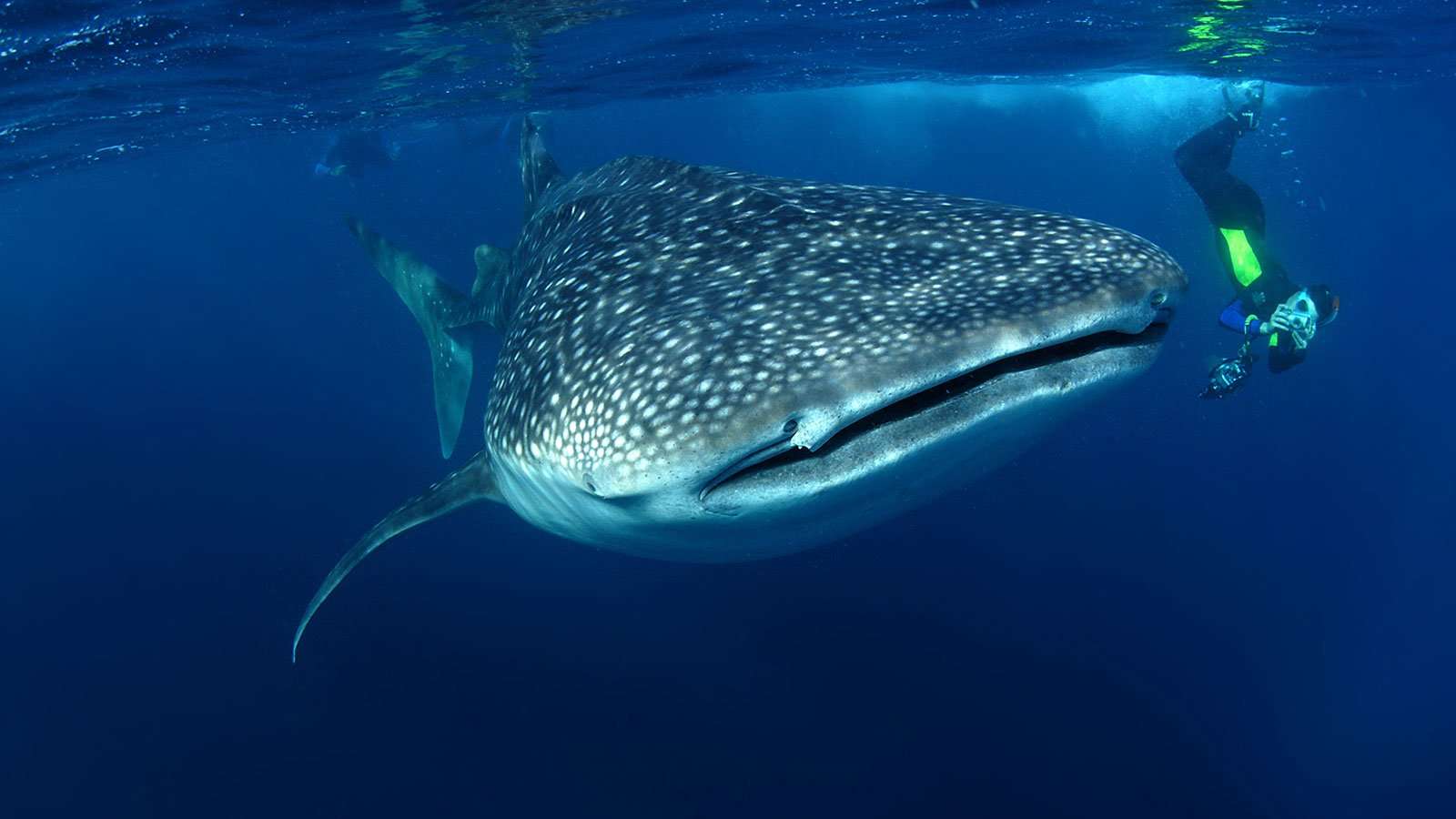 Walhai- und Delfin-Ausflug