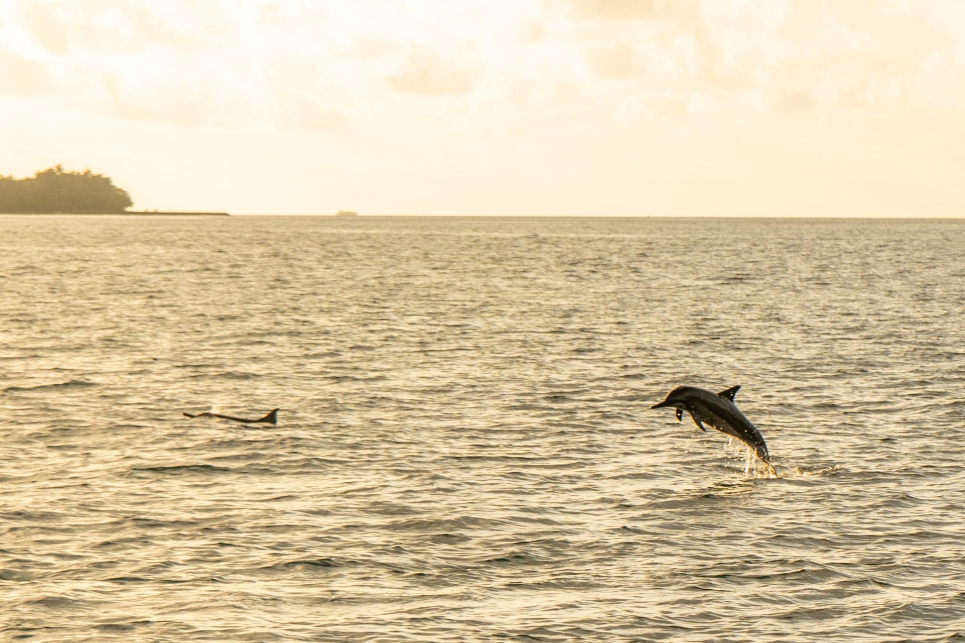 Delfin vor Kudafushi