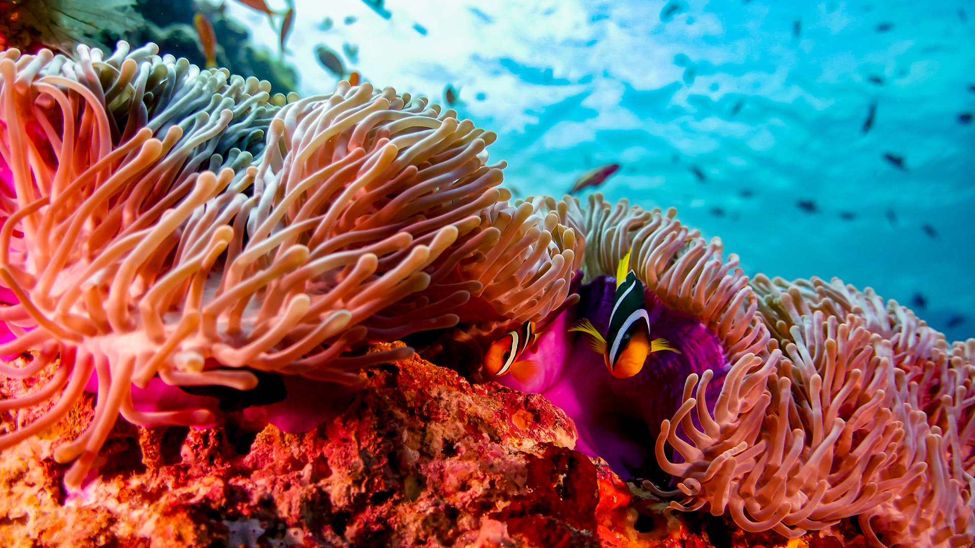 Bandos Maldives