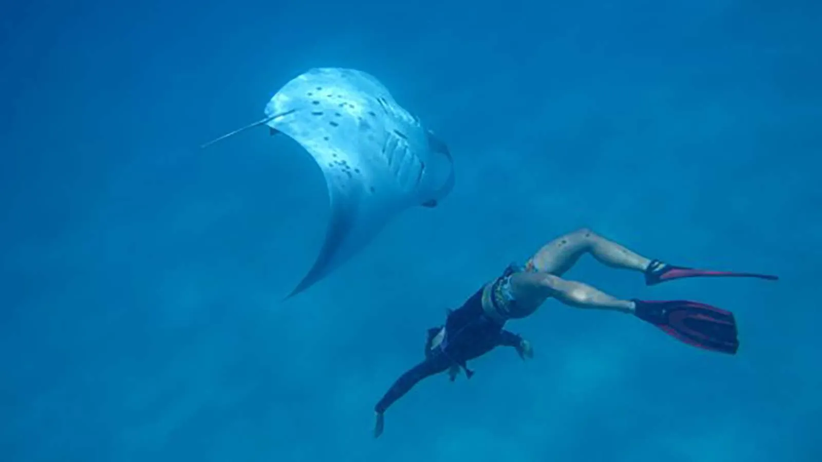Mantarochen