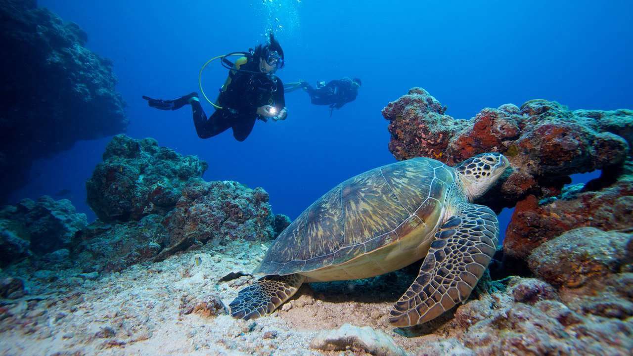 Schildkröte beim Tauchen