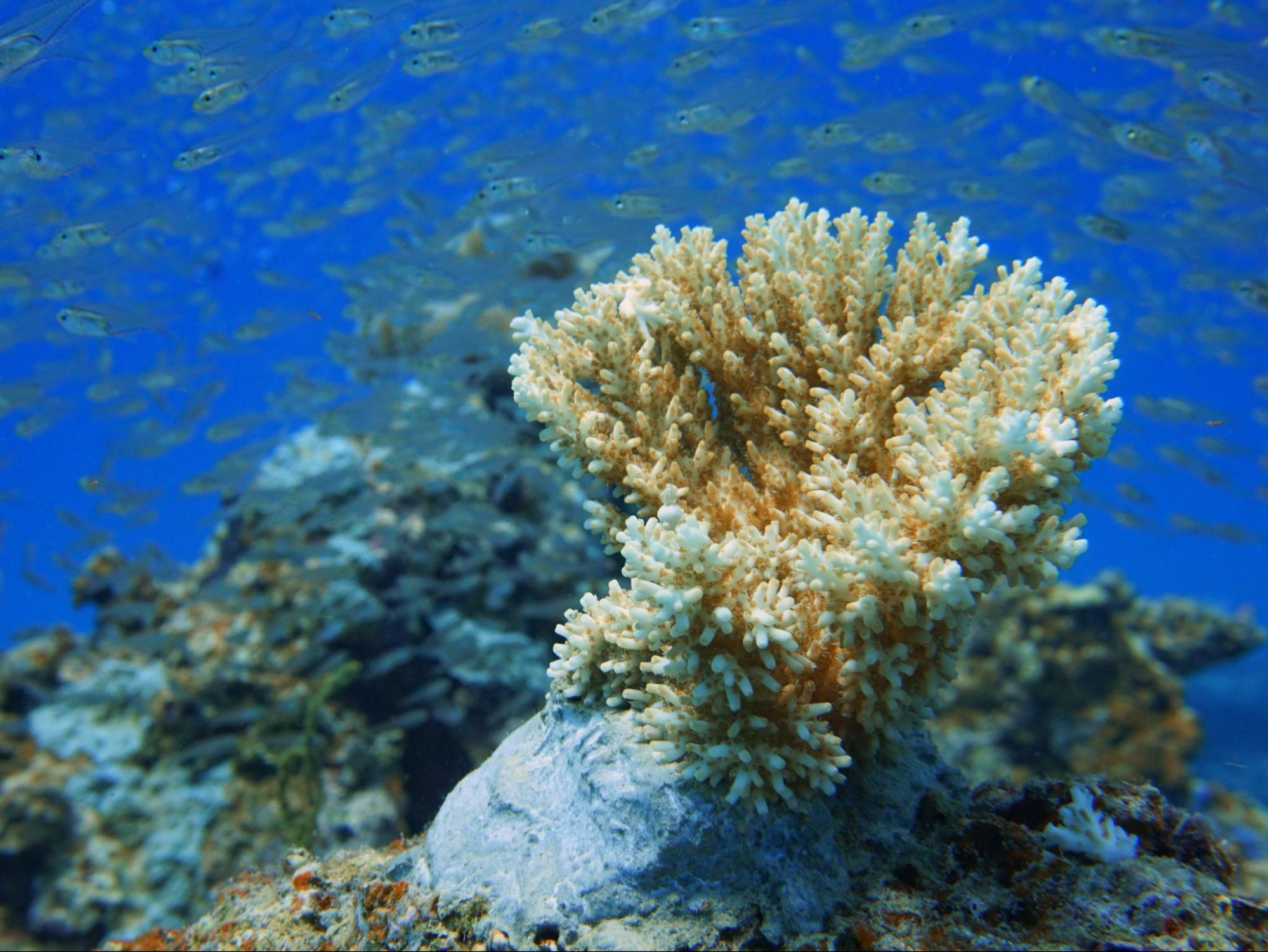 Korallen und tropische Fische
