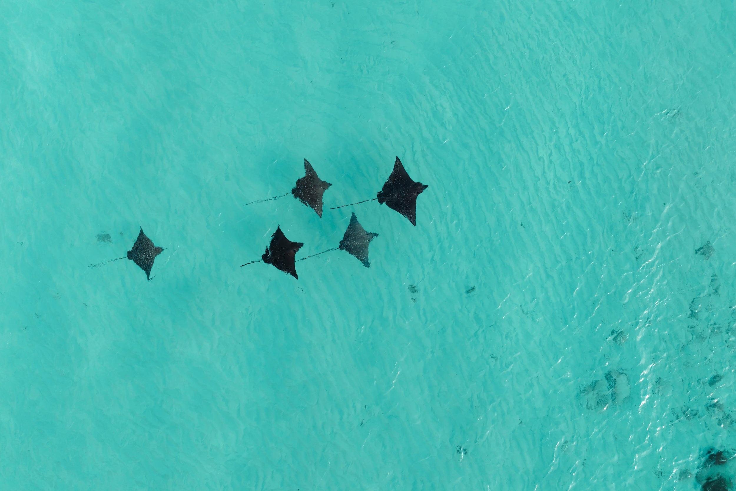 Constance Moofushi – Mantarochen in der Lagune