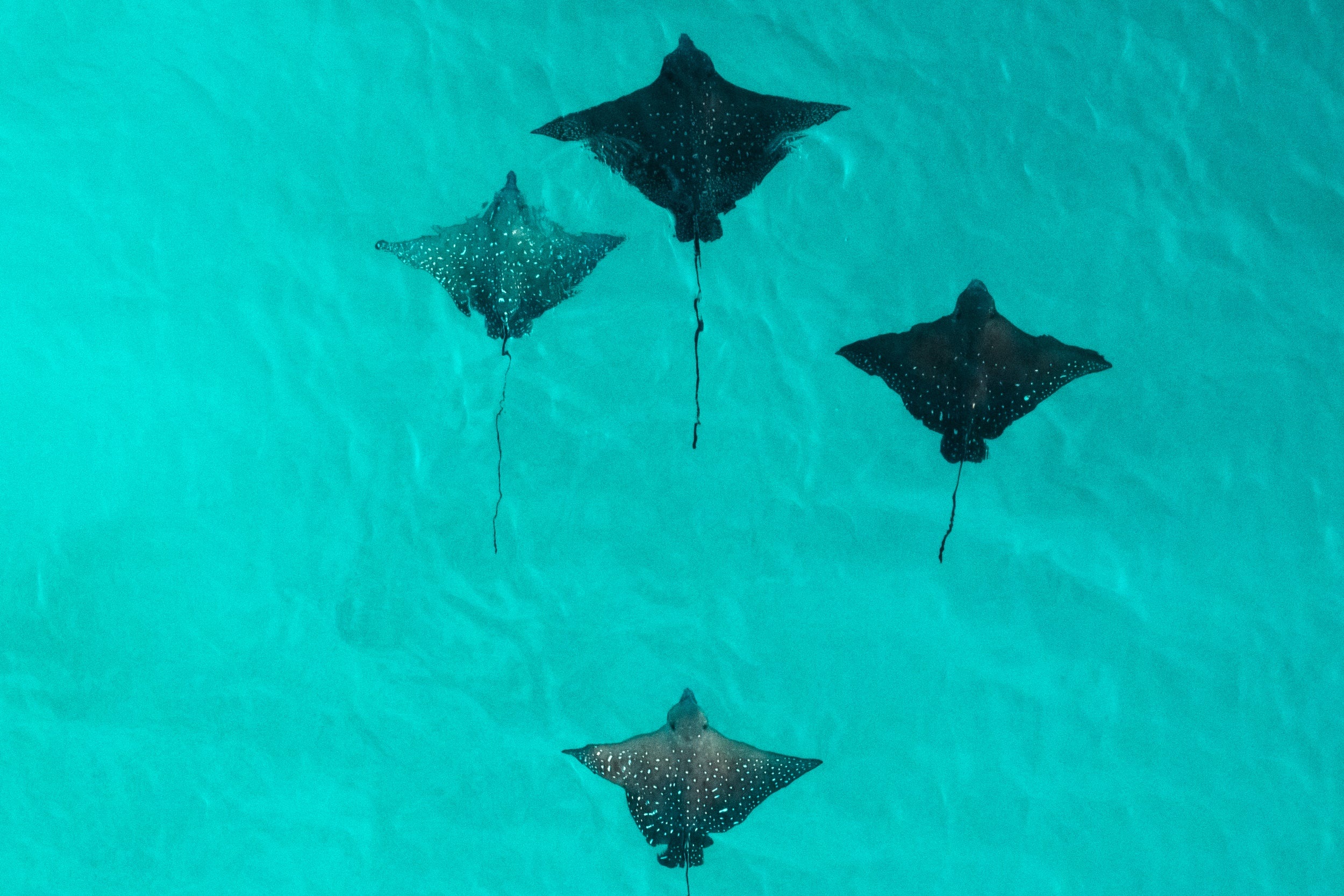 Constance Moofushi – Mantarochen aus der Luft