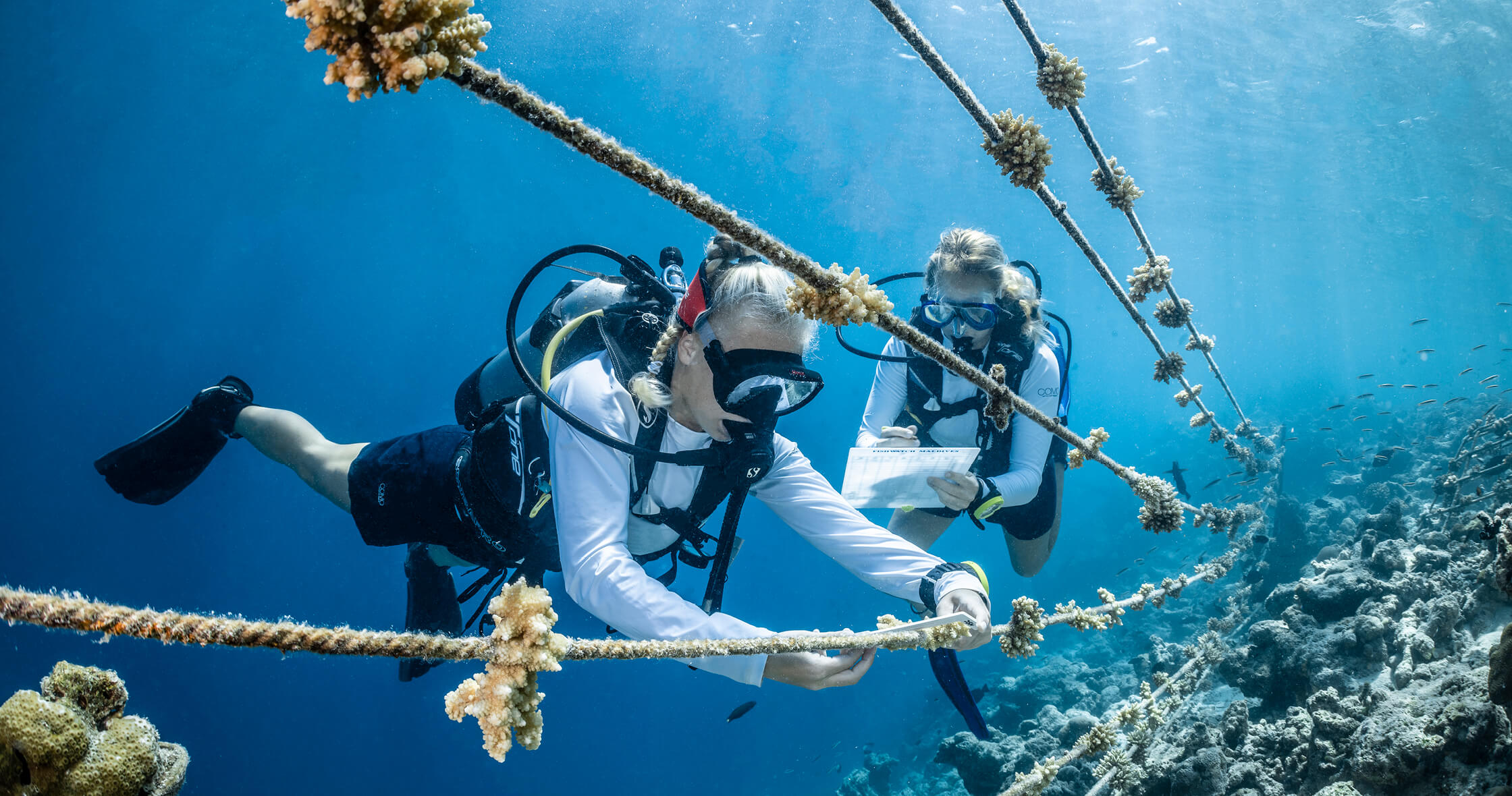 COMO Maalifushi – Korallenprojekt unter Wasser