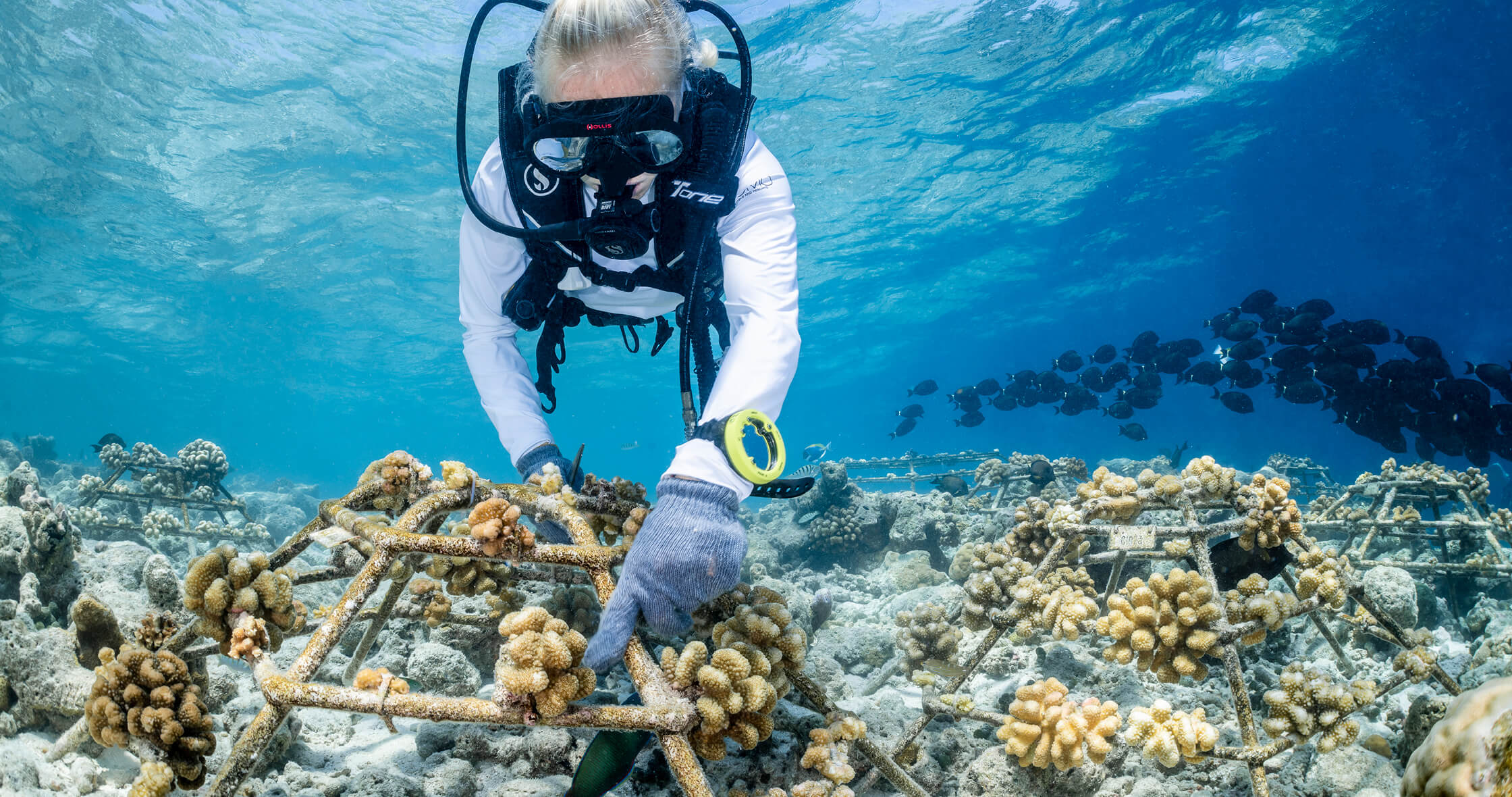 COMO Maalifushi – Korallenpflege