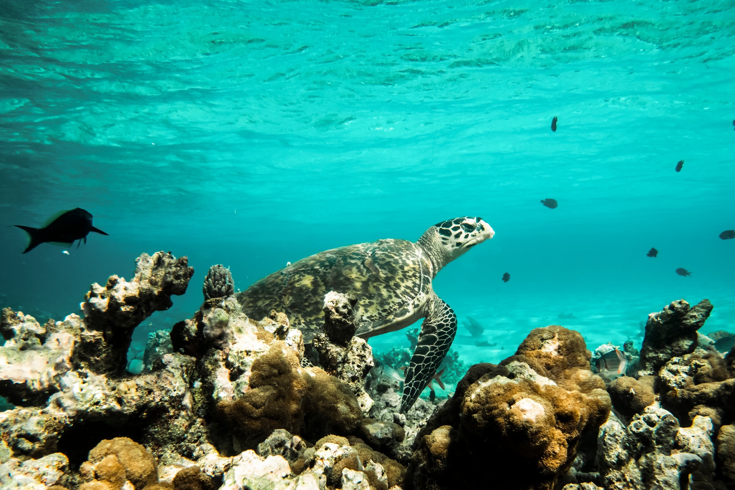 Constance Moofushi – Unterwasserwelt des South Ari Atolls