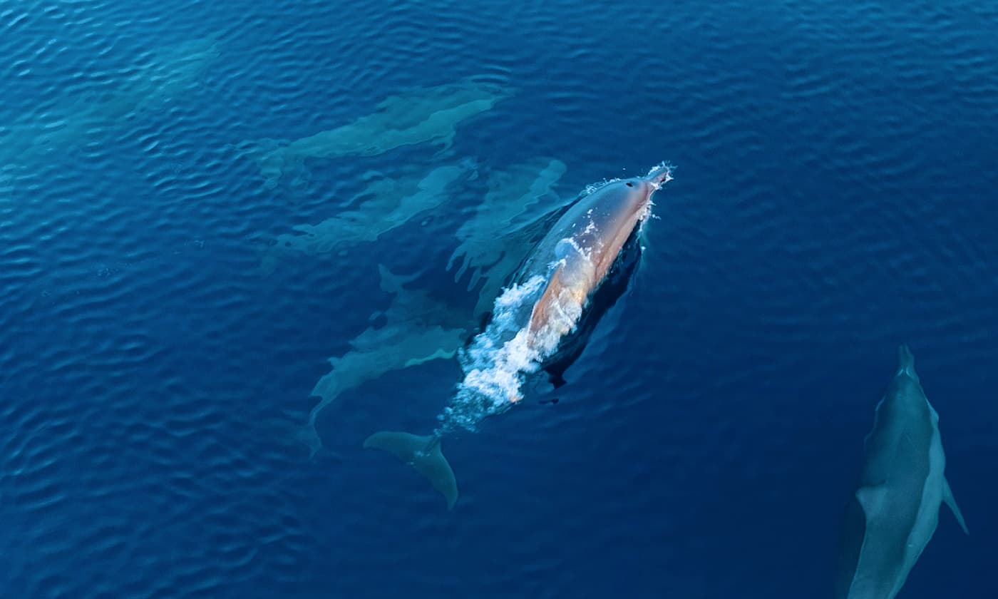 Amilla Maldives – Delfin-Erlebnis