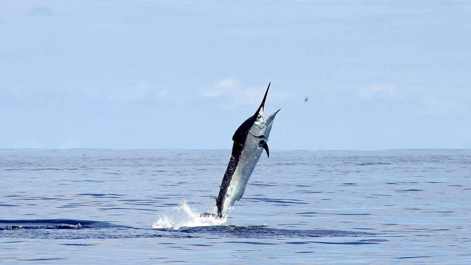 Big-Game-Fishing