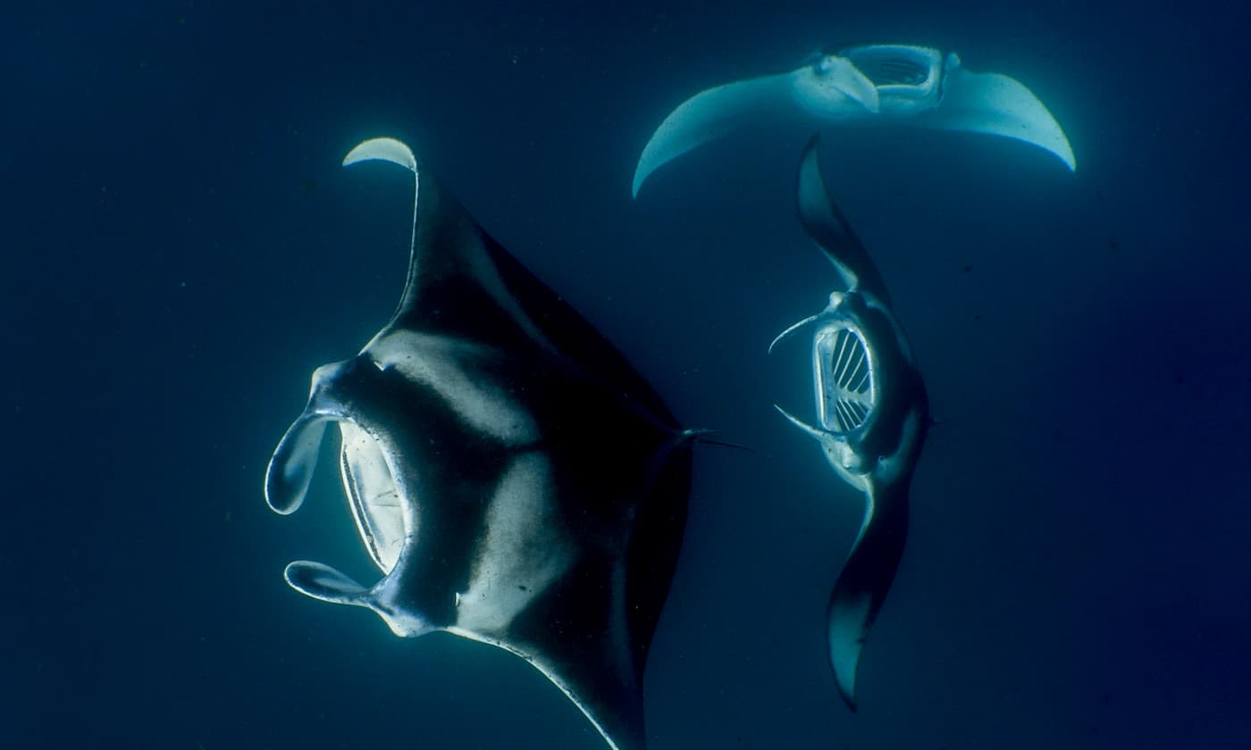 Amilla Maldives – Hanifaru-Bay-Erlebnis