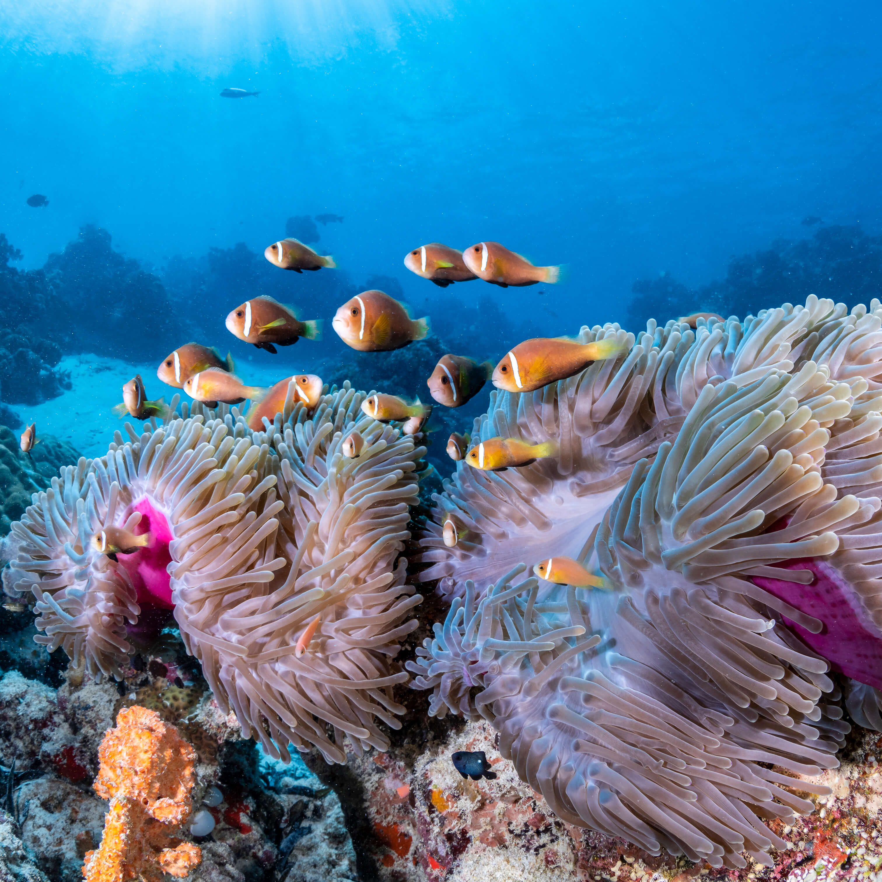 COMO Maalifushi – Riff-Fische