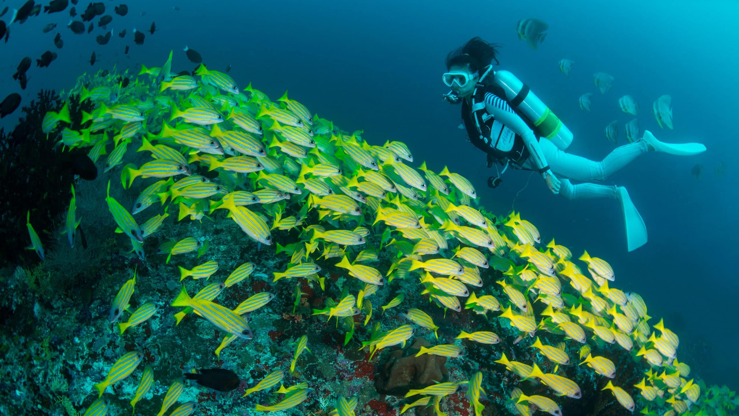 Unterwasserwelt im Raa Atoll