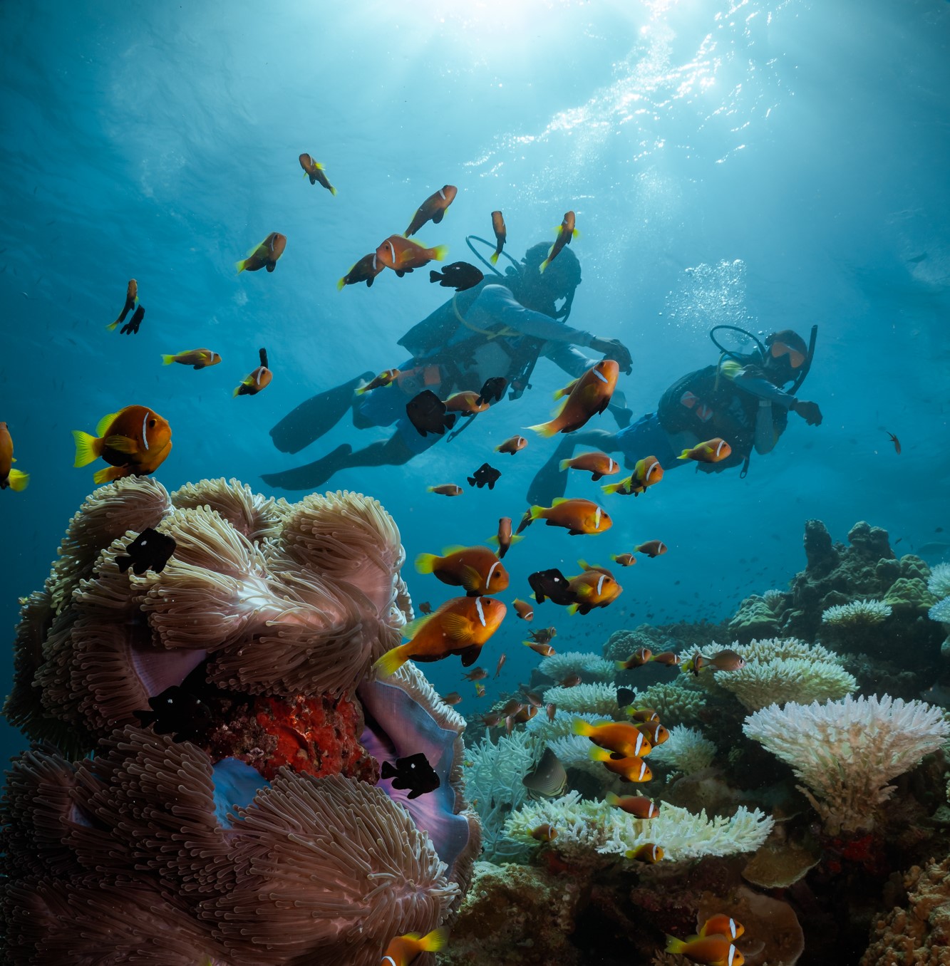 Korallenriff im Laamu-Atoll