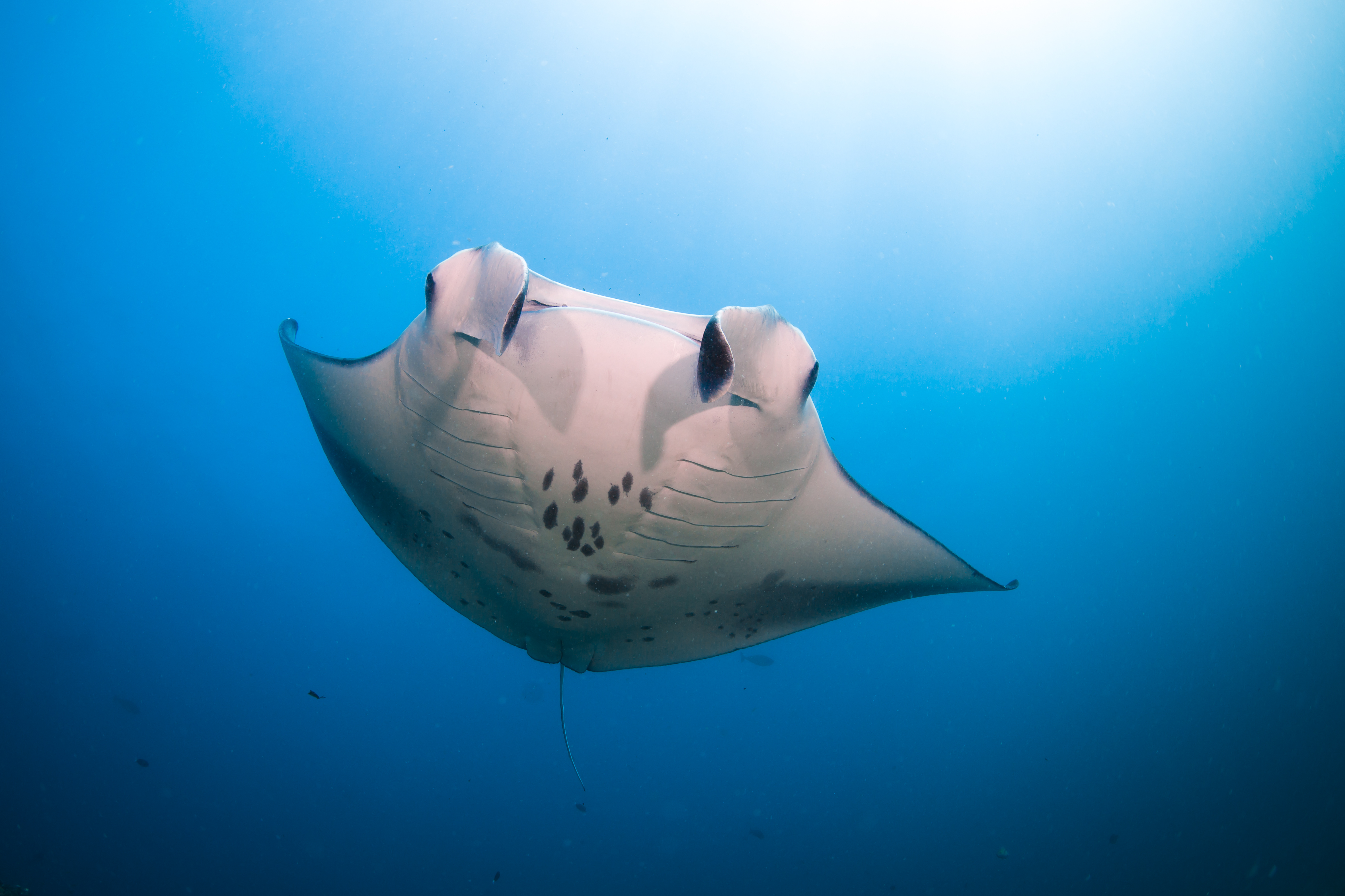 Mantarochen im Laamu-Atoll