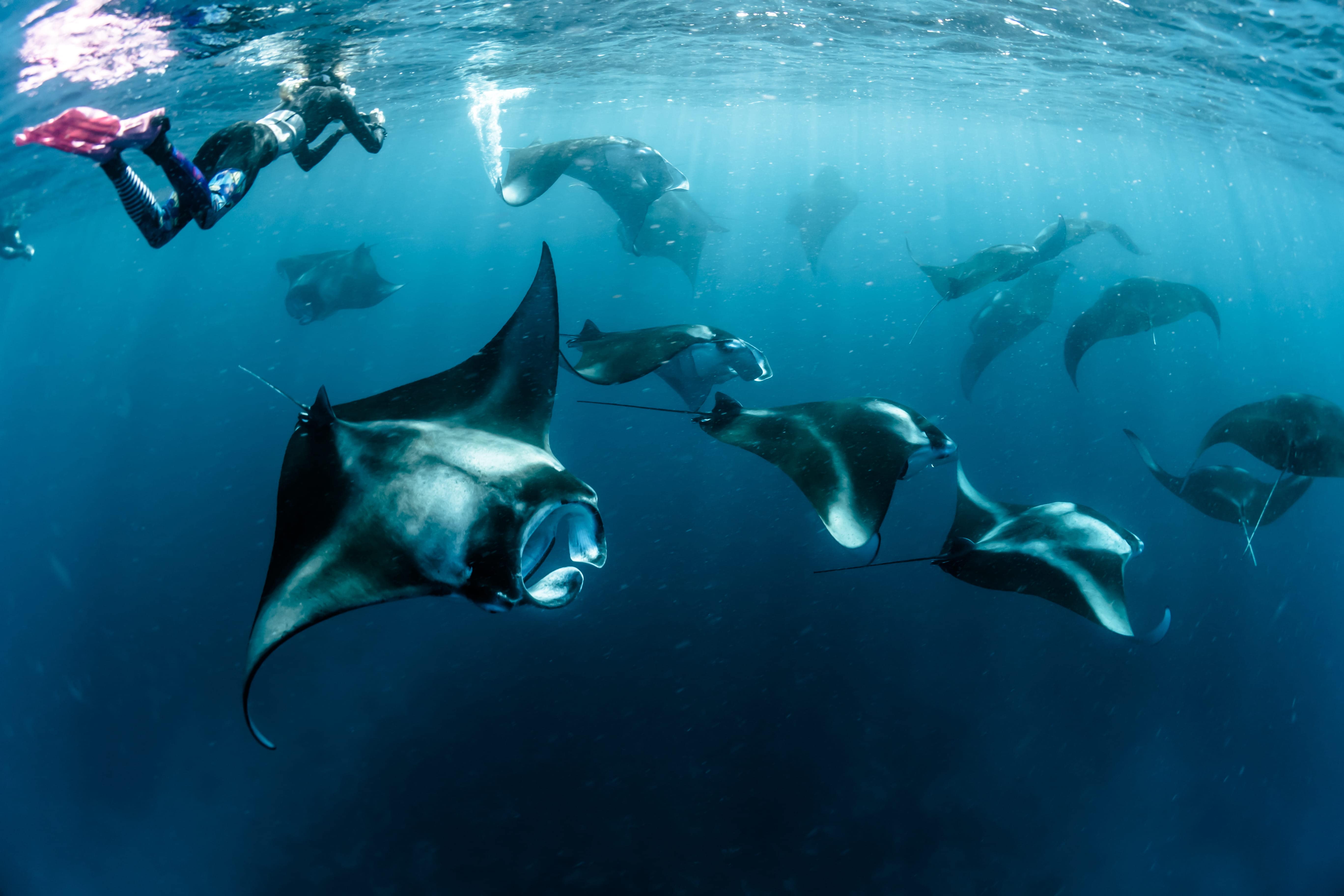 Mantas in den Gewässern der Malediven