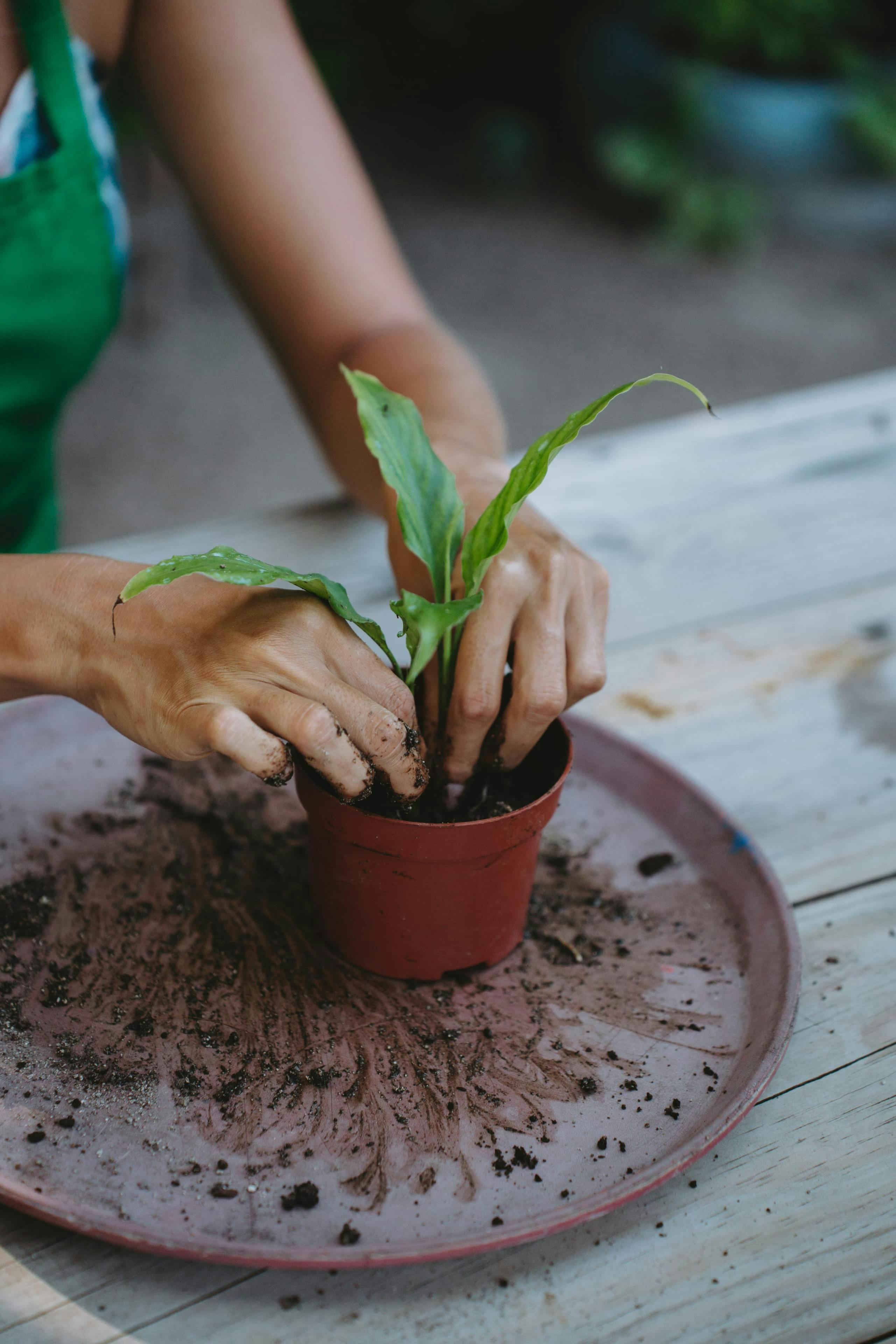 Green Fingers: gemeinsam eine Pflanze setzen